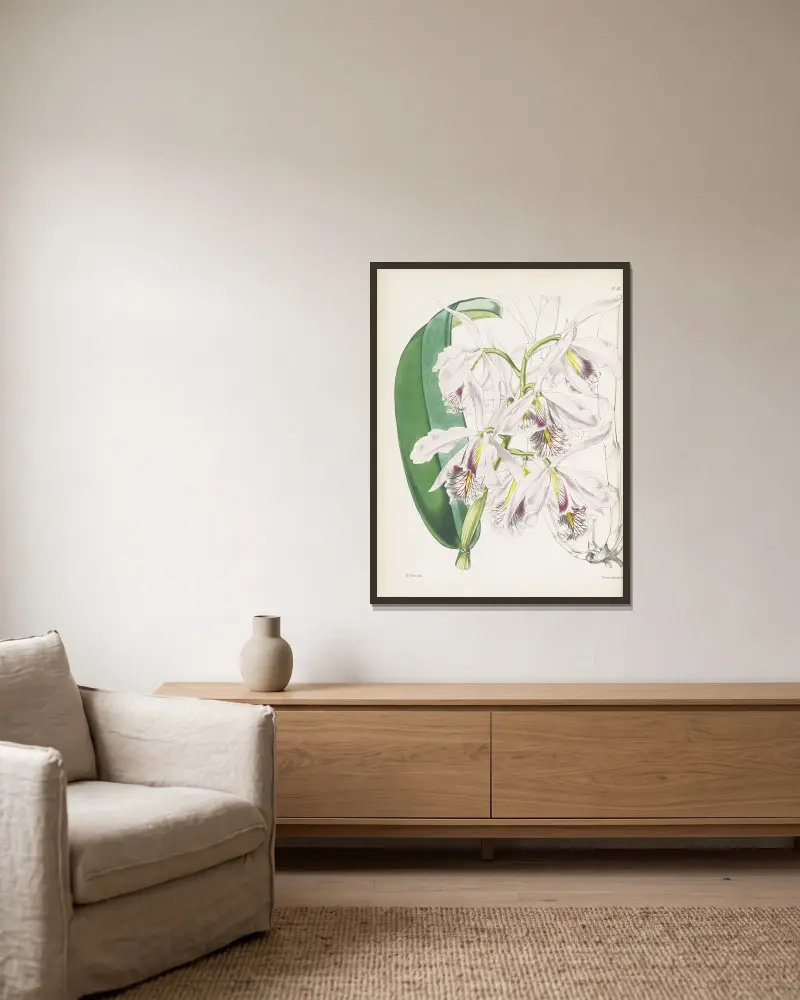 Größte Cattleya (Cattleya maxima) von James Bateman gerahmt an einer Wand