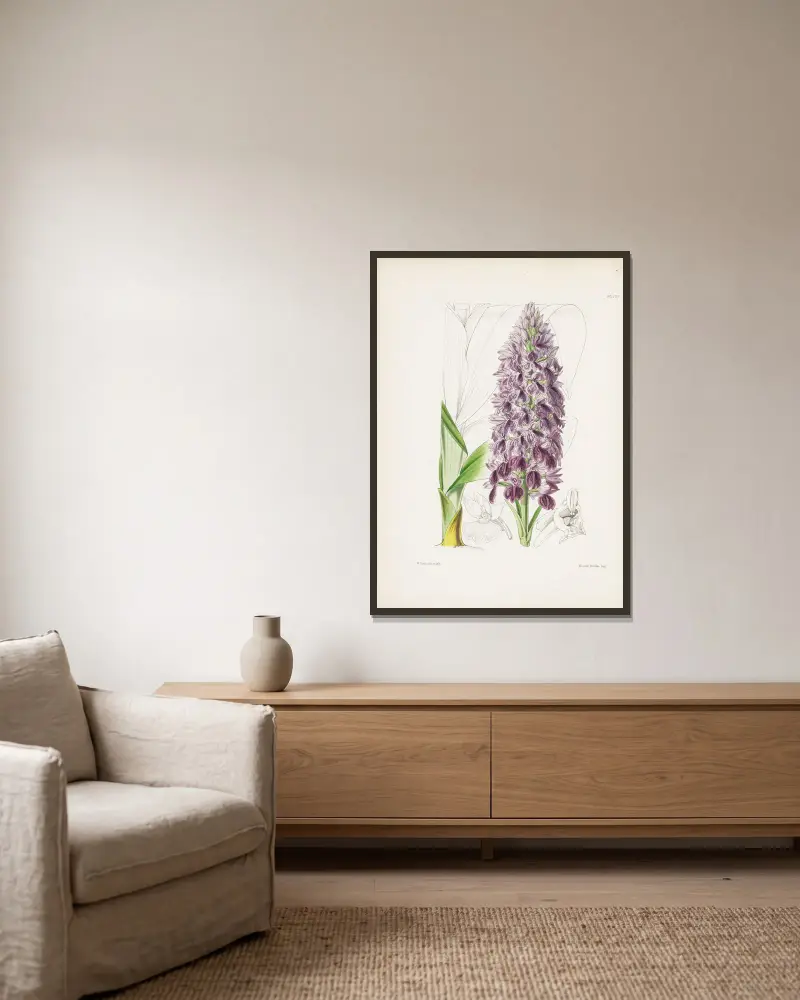 Leafy Orchis (Orchis foliosa), James Bateman v rámu na stěně