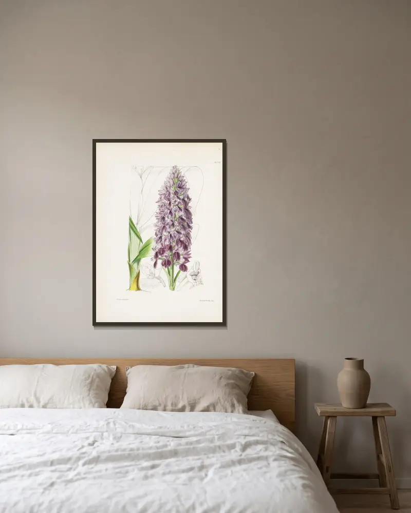 Leafy Orchis (Orchis foliosa), James Bateman v rámu na stěně