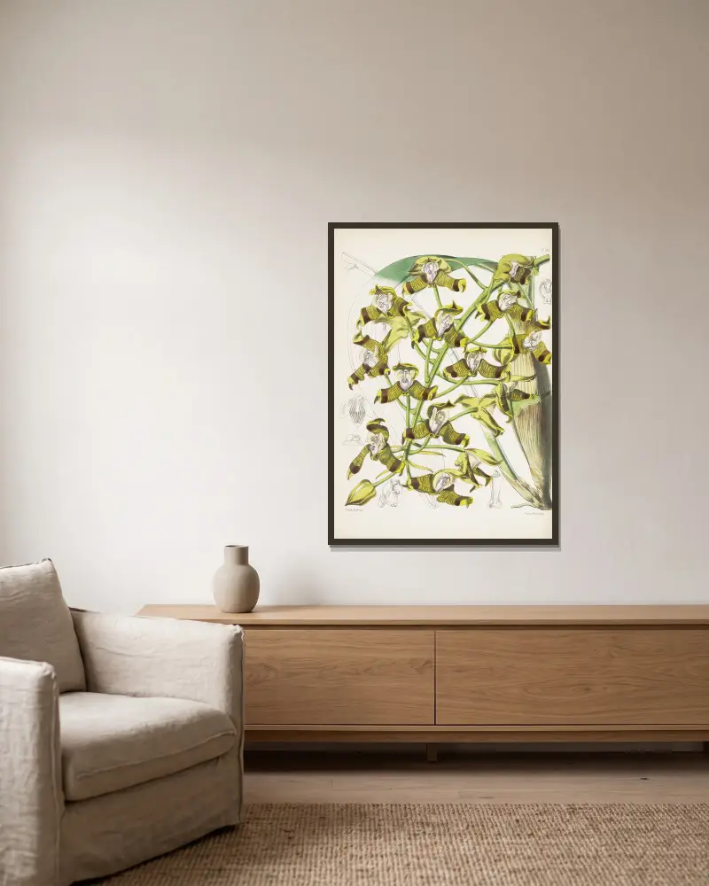 Mr. Ellis' Grammatophyllum (Grammatophyllum ellisii) von James Bateman gerahmt an einer Wand