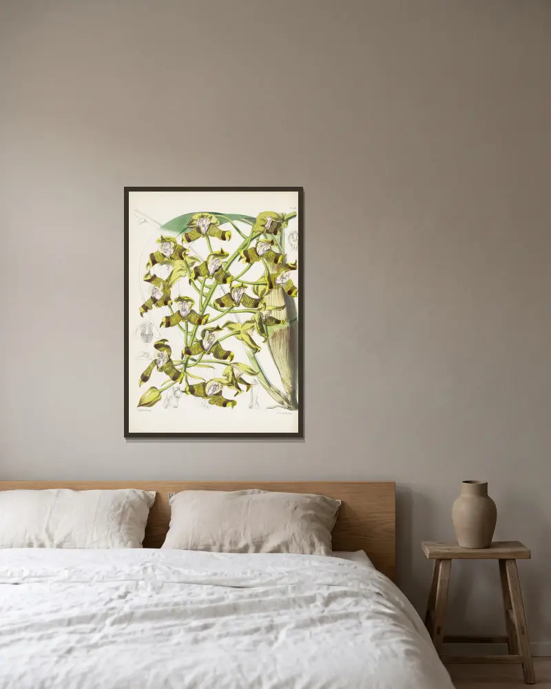 Mr. Ellis' Grammatophyllum (Grammatophyllum ellisii) von James Bateman gerahmt an einer Wand