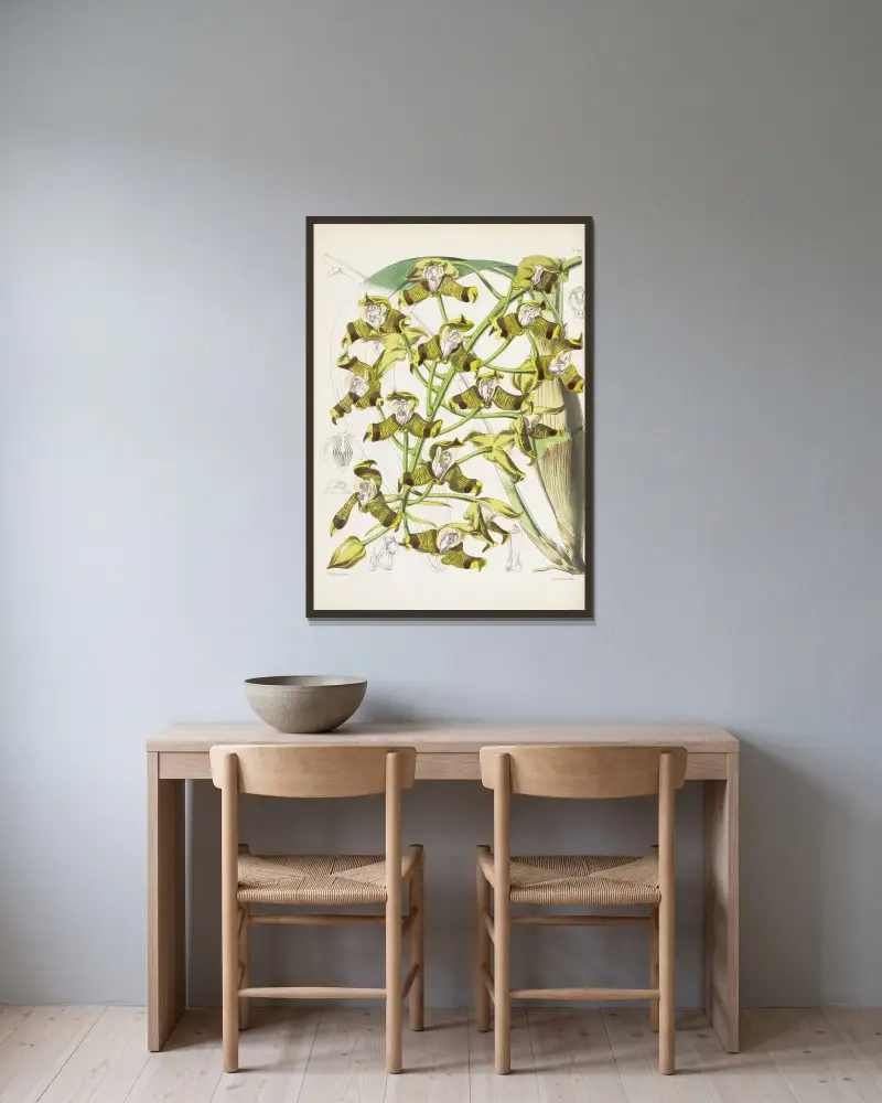 Mr. Ellis' Grammatophyllum (Grammatophyllum ellisii) von James Bateman gerahmt an einer Wand