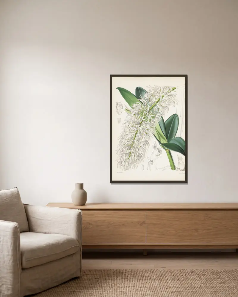 Mr. Hillova dendrobia (Dendrobium hillii), James Bateman v rámu na stěně