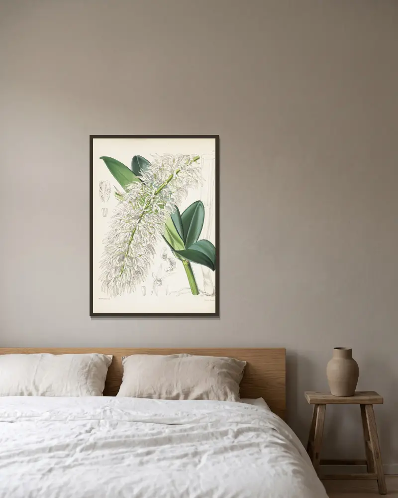 Mr. Hillova dendrobia (Dendrobium hillii), James Bateman v rámu na stěně