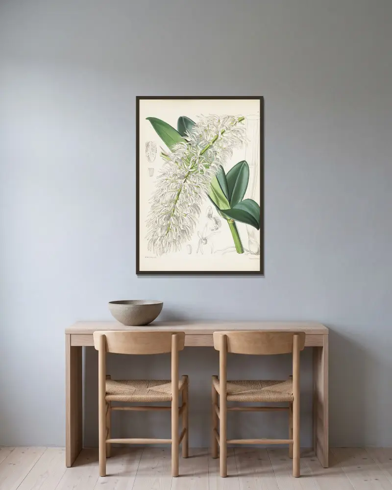 Mr. Hillova dendrobia (Dendrobium hillii), James Bateman v rámu na stěně
