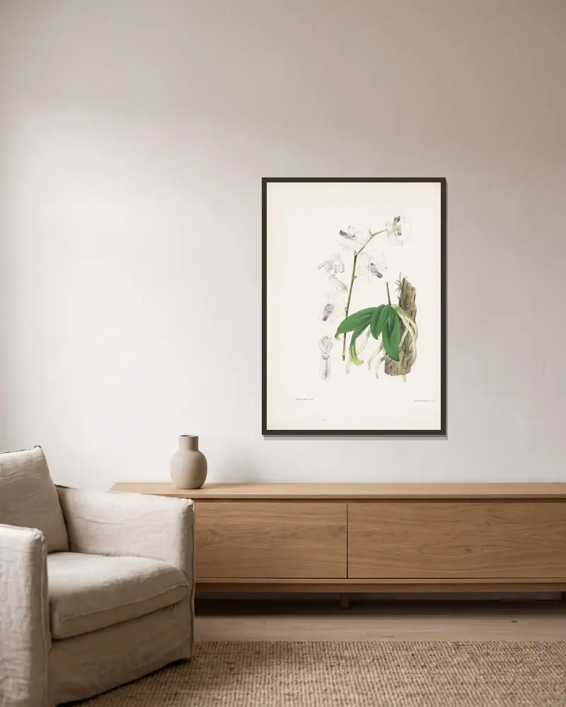 Phalaenopsis Lowa (Phalaenopsis lowii), James Bateman w ramie na ścianie
