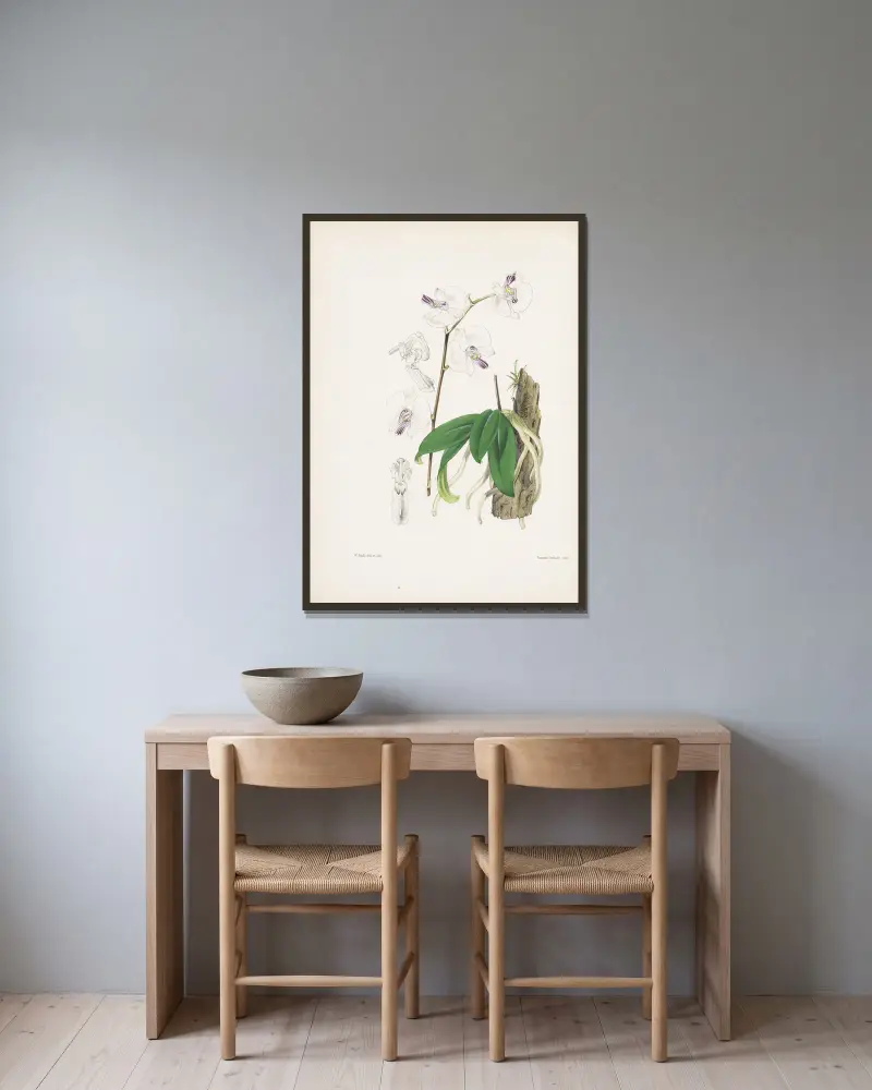 Phalaenopsis Lowa (Phalaenopsis lowii), James Bateman w ramie na ścianie