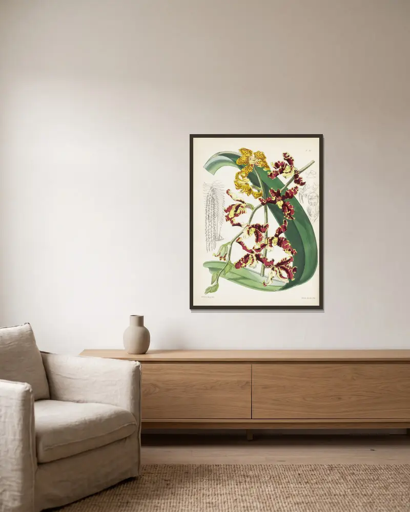 Mr. Lows Renanthera (Renanthera lowii) von James Bateman gerahmt an einer Wand