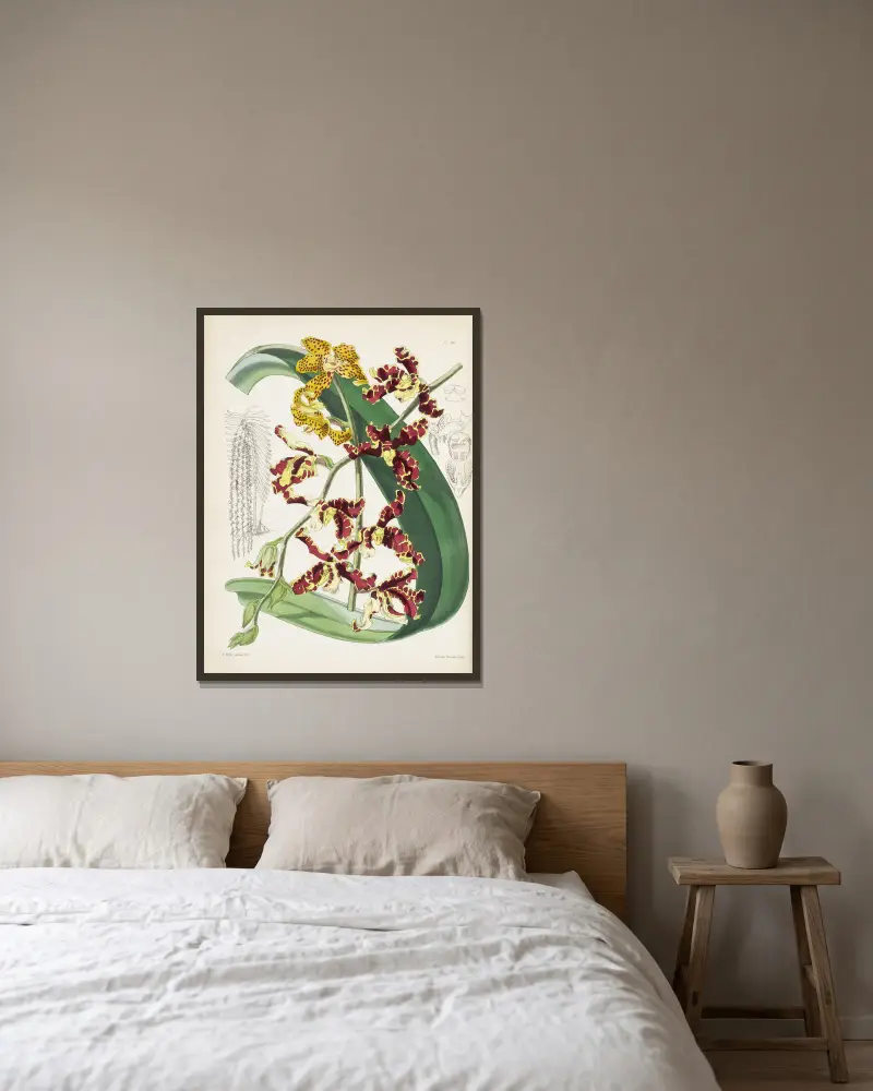 Mr. Lows Renanthera (Renanthera lowii) von James Bateman gerahmt an einer Wand