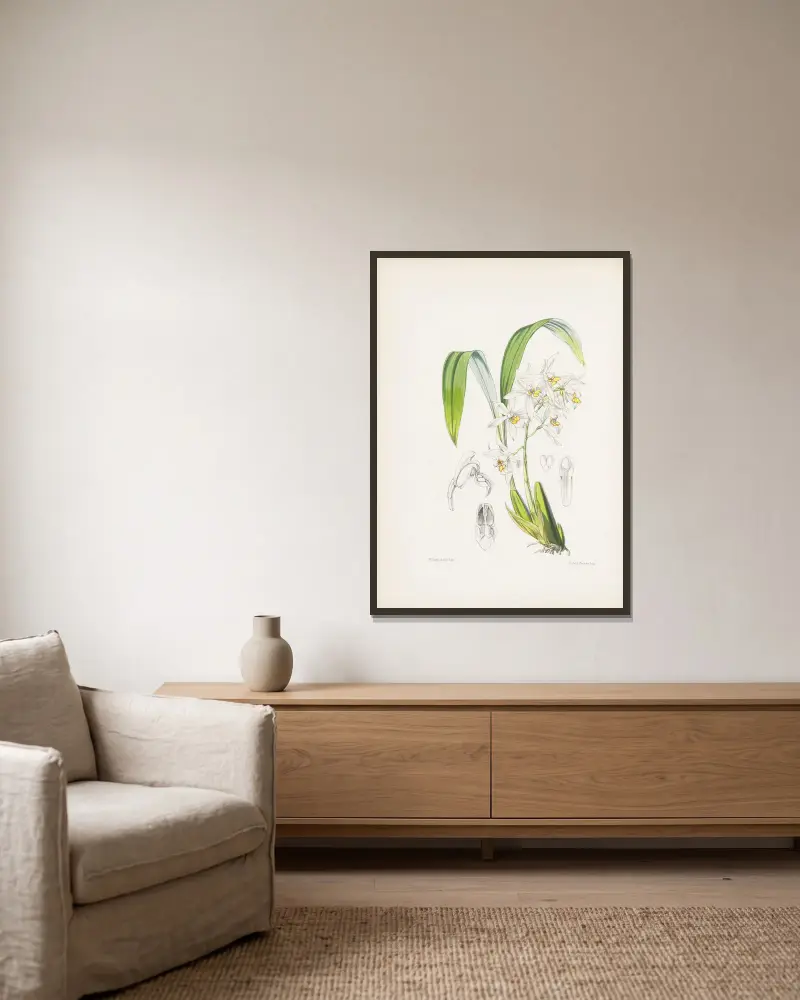 Coelogyne ochracea, James Bateman w ramie na ścianie