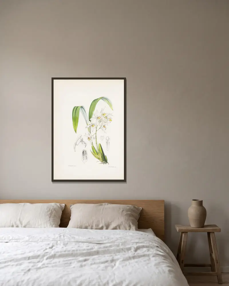 Coelogyne ochracea, James Bateman w ramie na ścianie