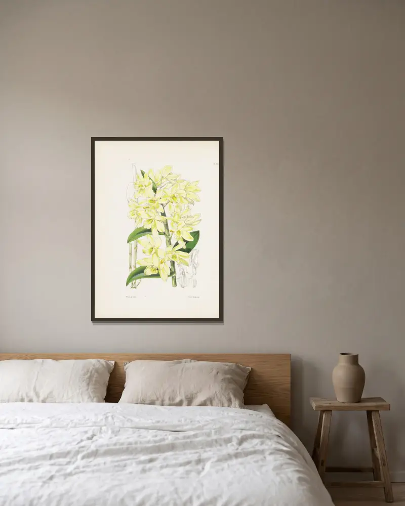 Dendrobium s bledě žlutými květy (Dendrobium luteolum), James Bateman v rámu na stěně