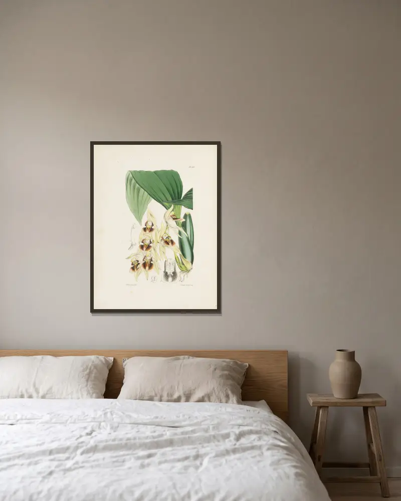 Rotbraune Coelogyne (Coelogyne fuscescens) von James Bateman gerahmt an einer Wand