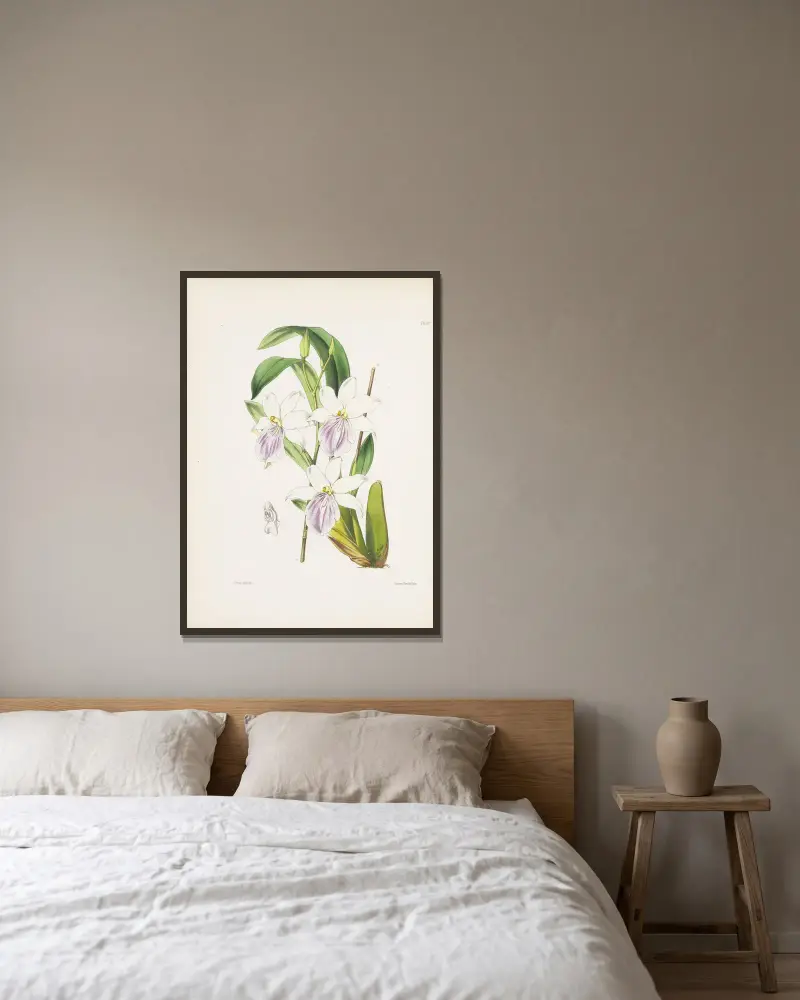 Miltonie Regnellova (Miltonia regnelli), James Bateman v rámu na stěně