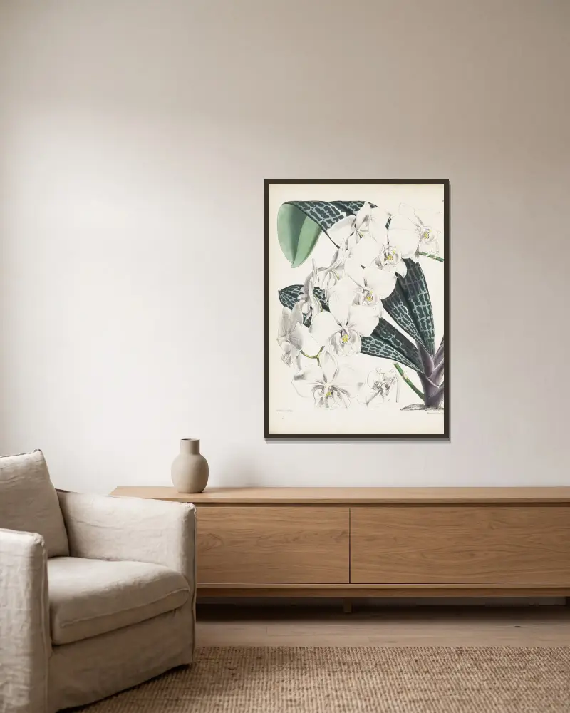Phalaenopsis Schillera (Phalaenopsis schilleriana), James Bateman w ramie na ścianie