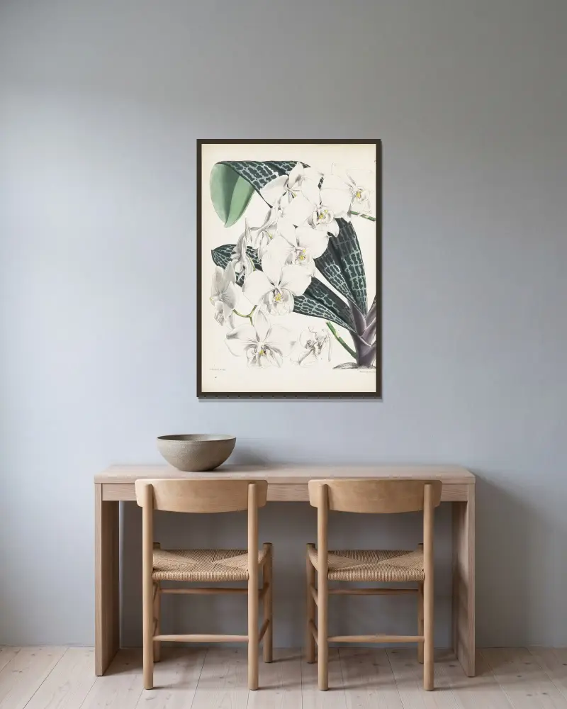 Phalaenopsis Schillera (Phalaenopsis schilleriana), James Bateman w ramie na ścianie