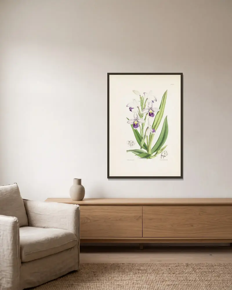 Schlims Frauenschuh (Cypripedium schlimii) von James Bateman gerahmt an einer Wand