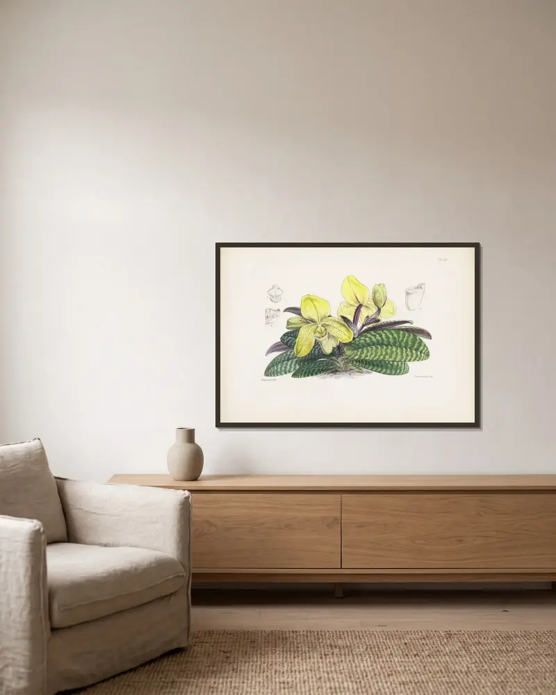Einfarbiger Frauenschuh (Cypripedium concolor) von James Bateman gerahmt an einer Wand