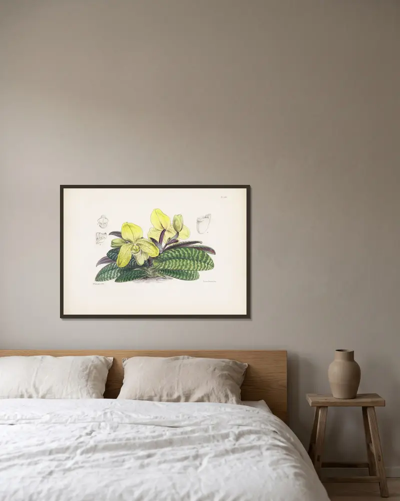Einfarbiger Frauenschuh (Cypripedium concolor) von James Bateman gerahmt an einer Wand