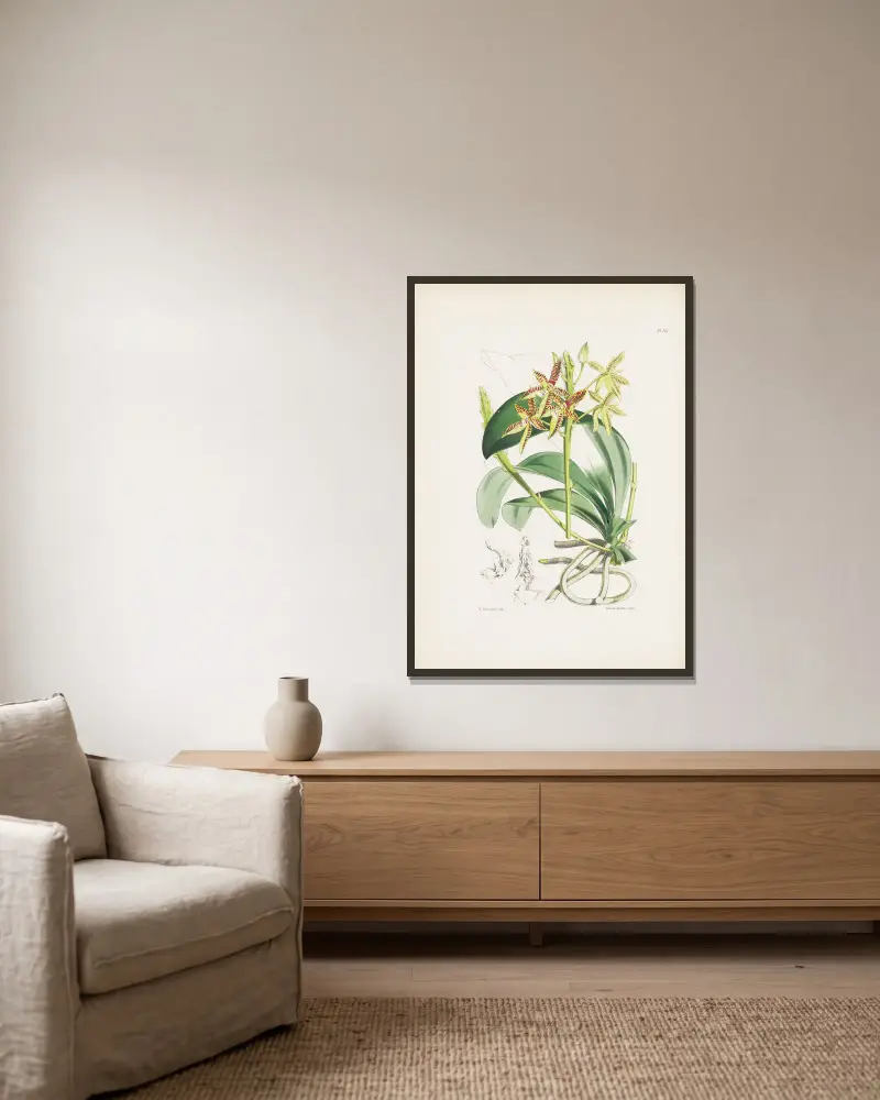 Geweihförmige Phalaenopsis (Phalaenopsis cornu-cervi) von James Bateman gerahmt an einer Wand