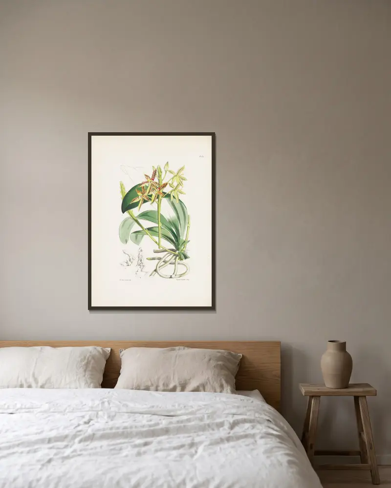 Geweihförmige Phalaenopsis (Phalaenopsis cornu-cervi) von James Bateman gerahmt an einer Wand