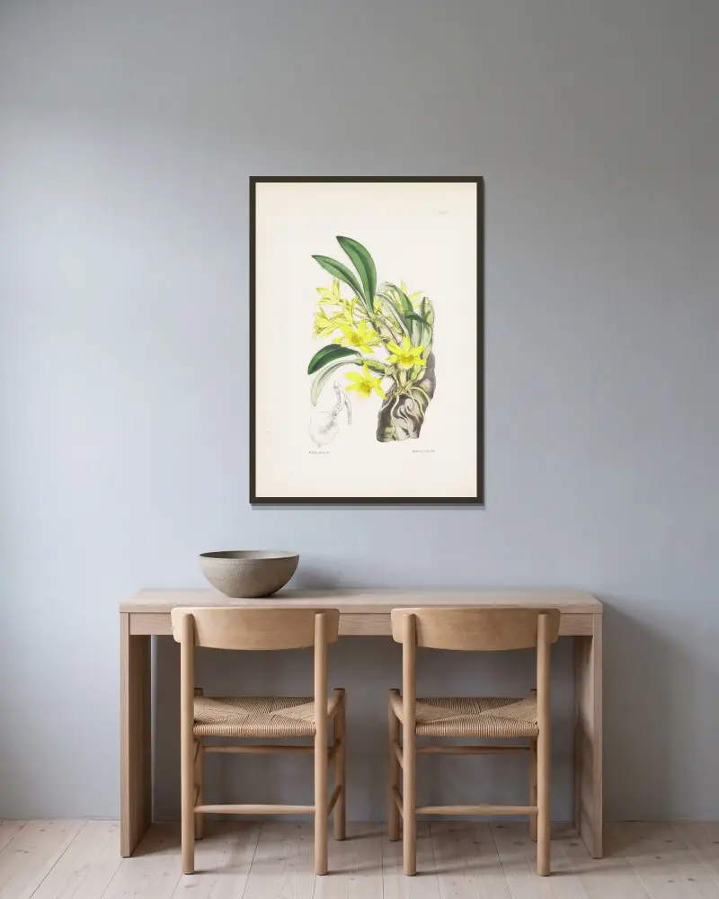 Weißhaarige Dendrobium (Dendrobium senile) von James Bateman gerahmt an einer Wand