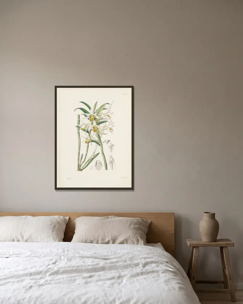 Žlutě žilkovaný dendrobium (Dendrobium xanthophlebium), James Bateman v rámu na stěně