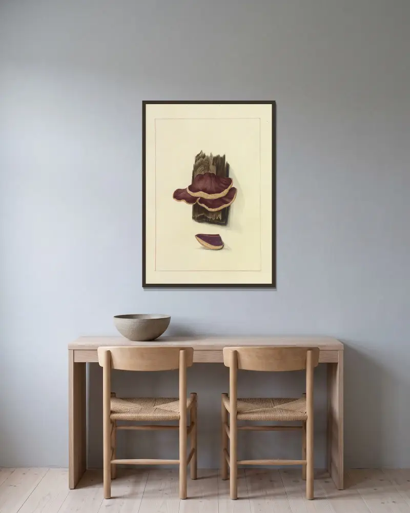 Icons fungorum circa Halifax sponte Nascentium Pl.114 av James Bolton inramad på en vägg