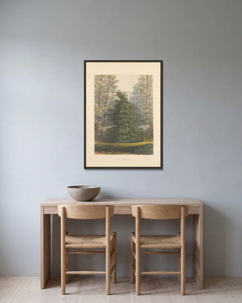 Abies Albertiana av Edward James Ravenscroft inramad på en vägg
