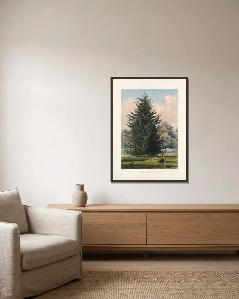 Abies Douglasii av Edward James Ravenscroft inramad på en vägg