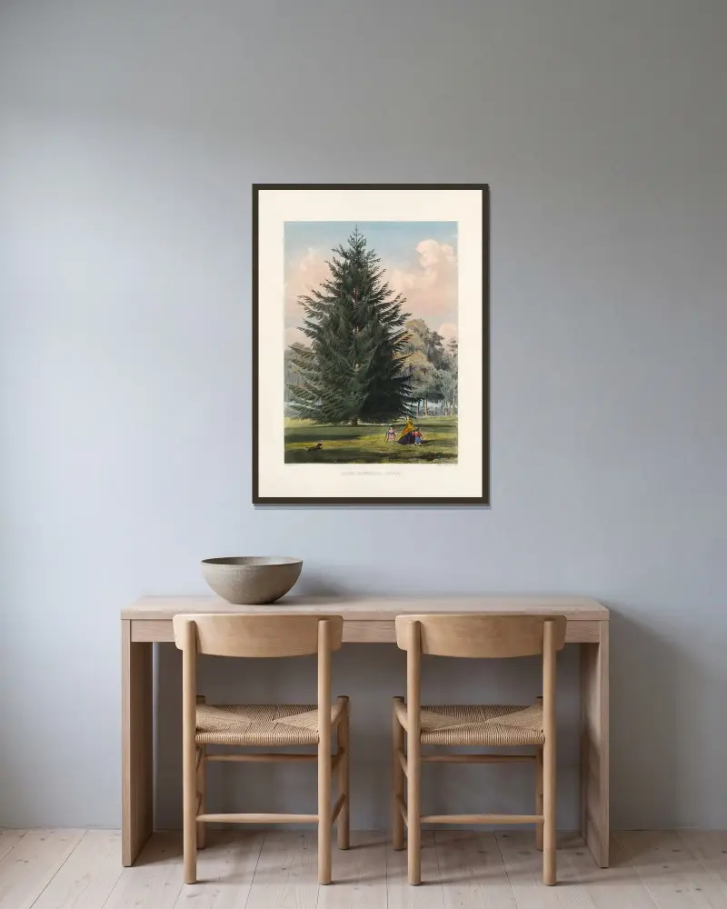 Abies Douglasii av Edward James Ravenscroft inramad på en vägg