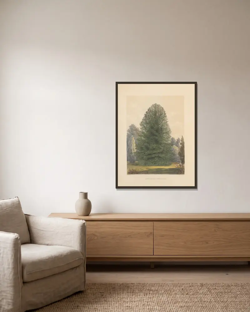 Araucaria imbricata, 1884 – nr 2 av Edward James Ravenscroft inramad på en vägg