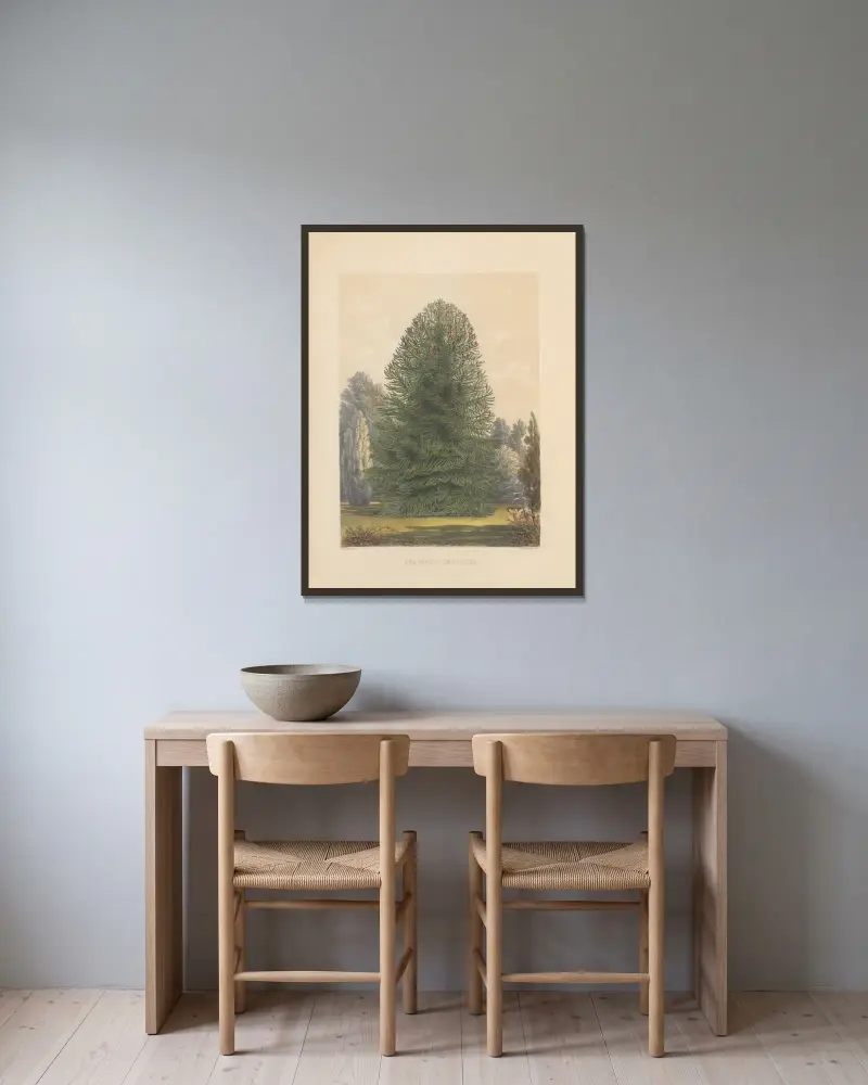 Araucaria imbricata, 1884 – nr 2 av Edward James Ravenscroft inramad på en vägg