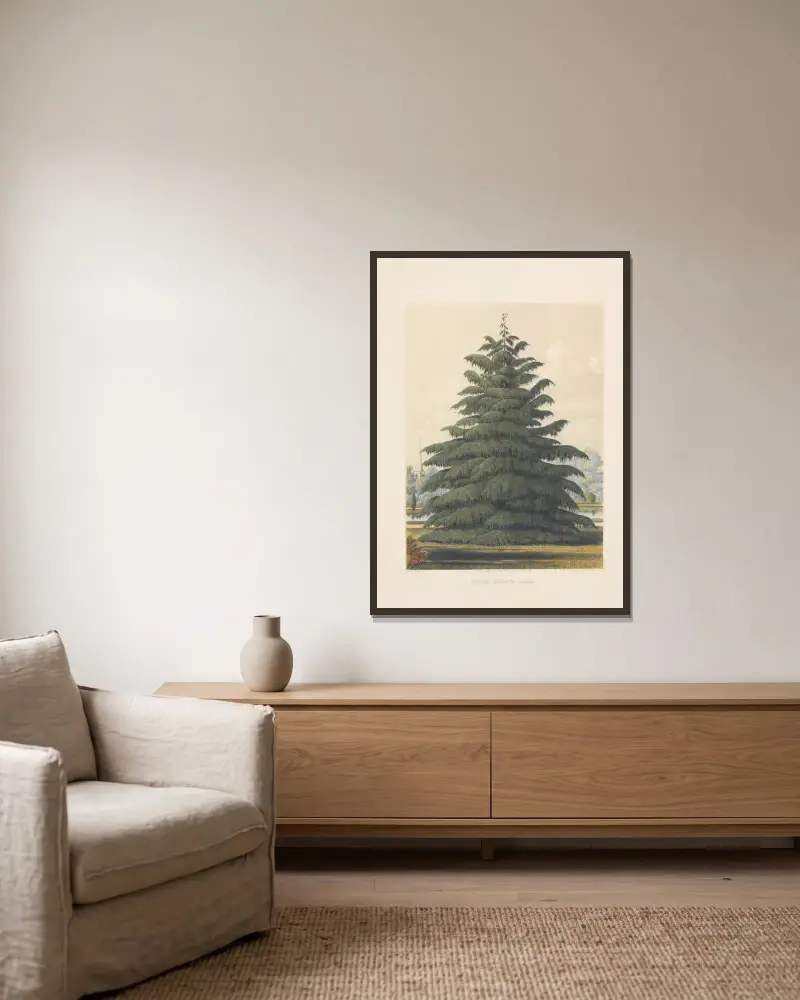 Cedrus deodara, Edward James Ravenscroft v rámu na stěně