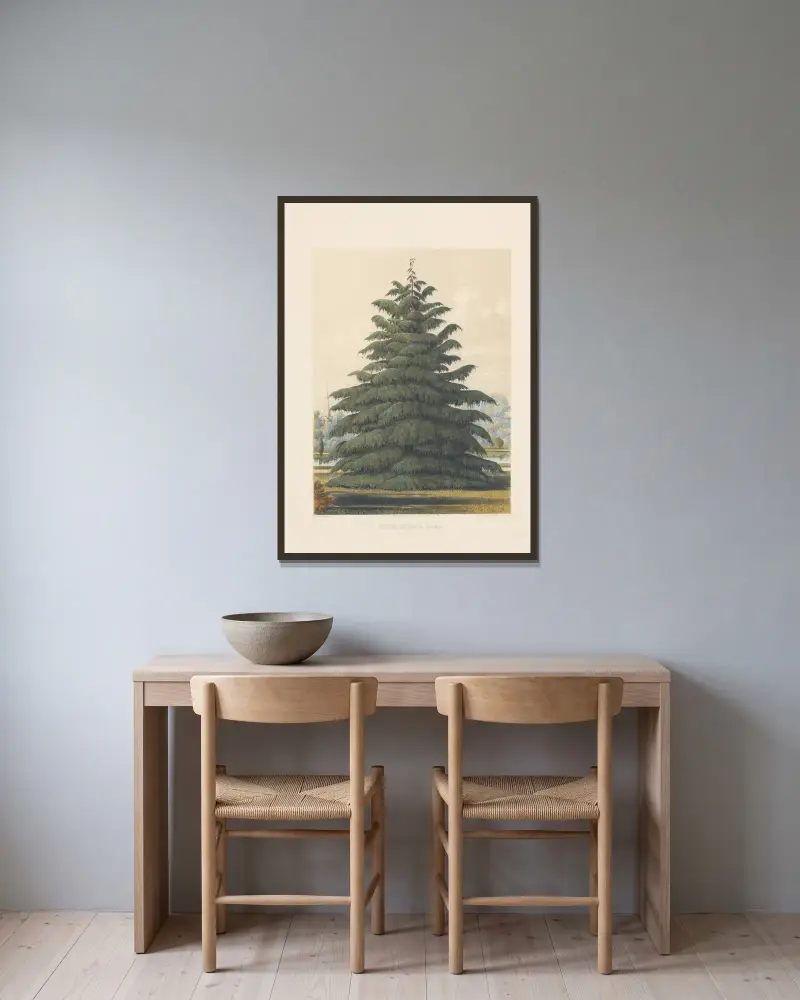 Cedrus deodara, Edward James Ravenscroft v rámu na stěně
