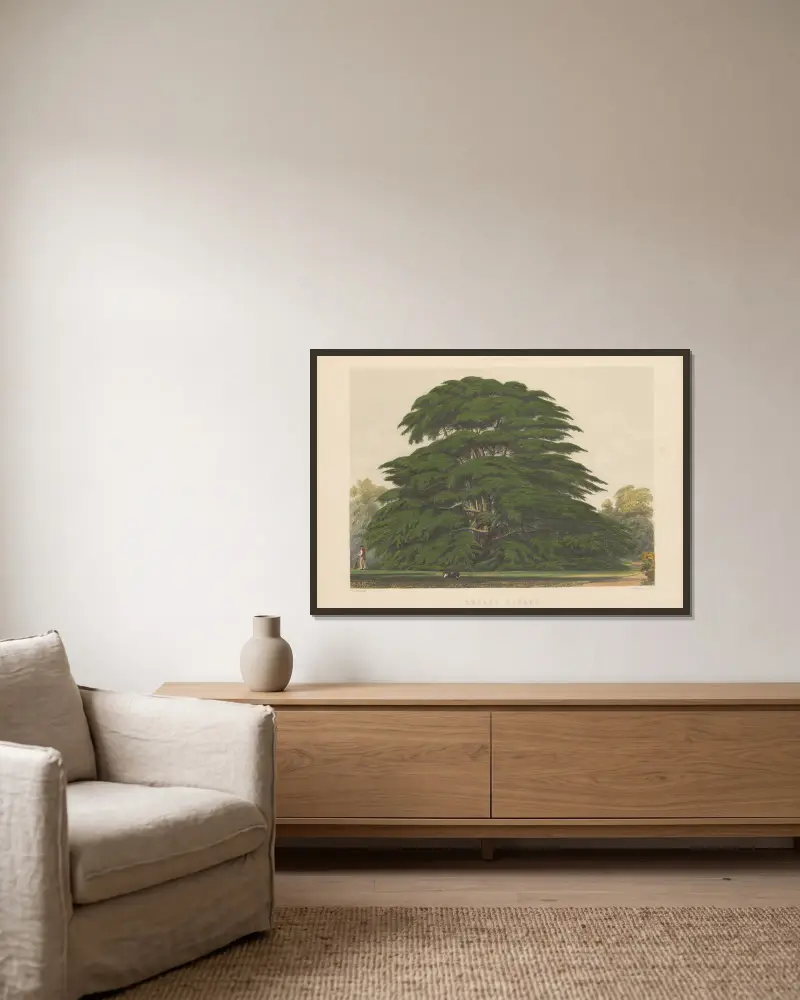 Cedrus libani, 1884 – Nr. 2 von Edward James Ravenscroft gerahmt an einer Wand