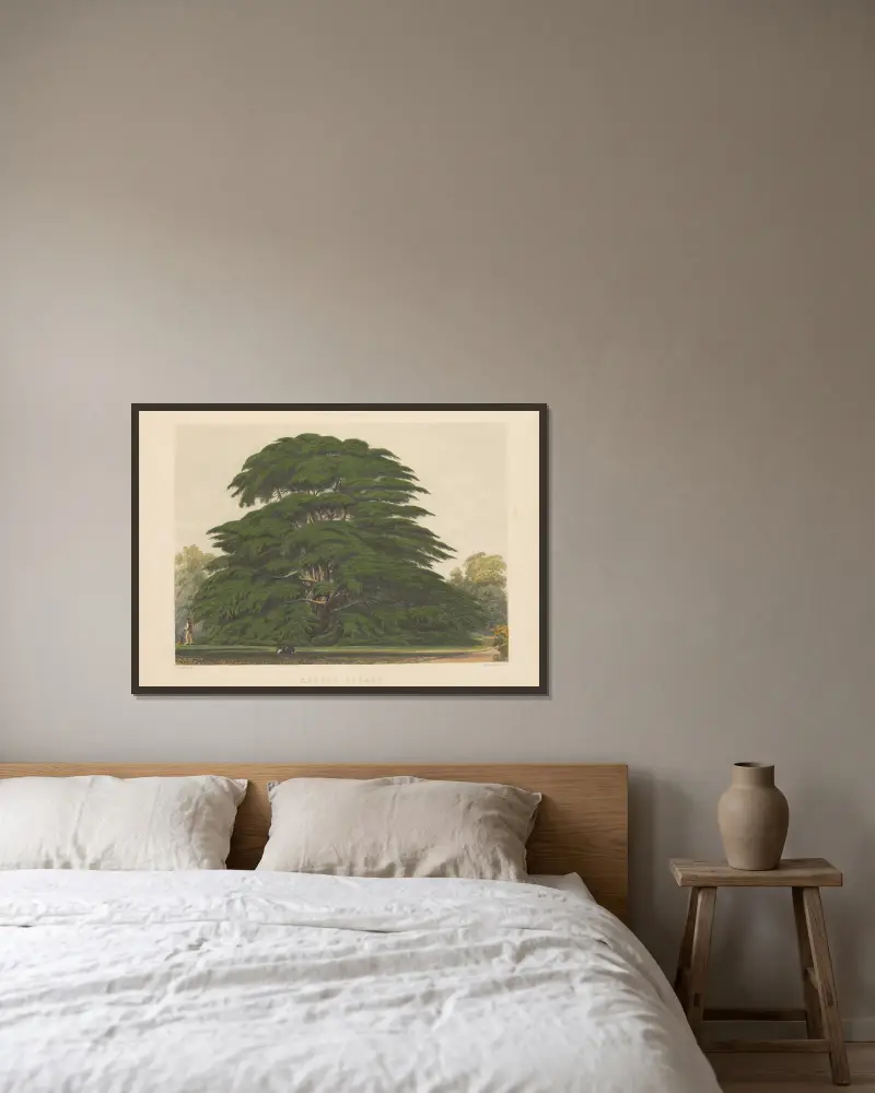 Cedrus libani, 1884 – Nr. 2 von Edward James Ravenscroft gerahmt an einer Wand