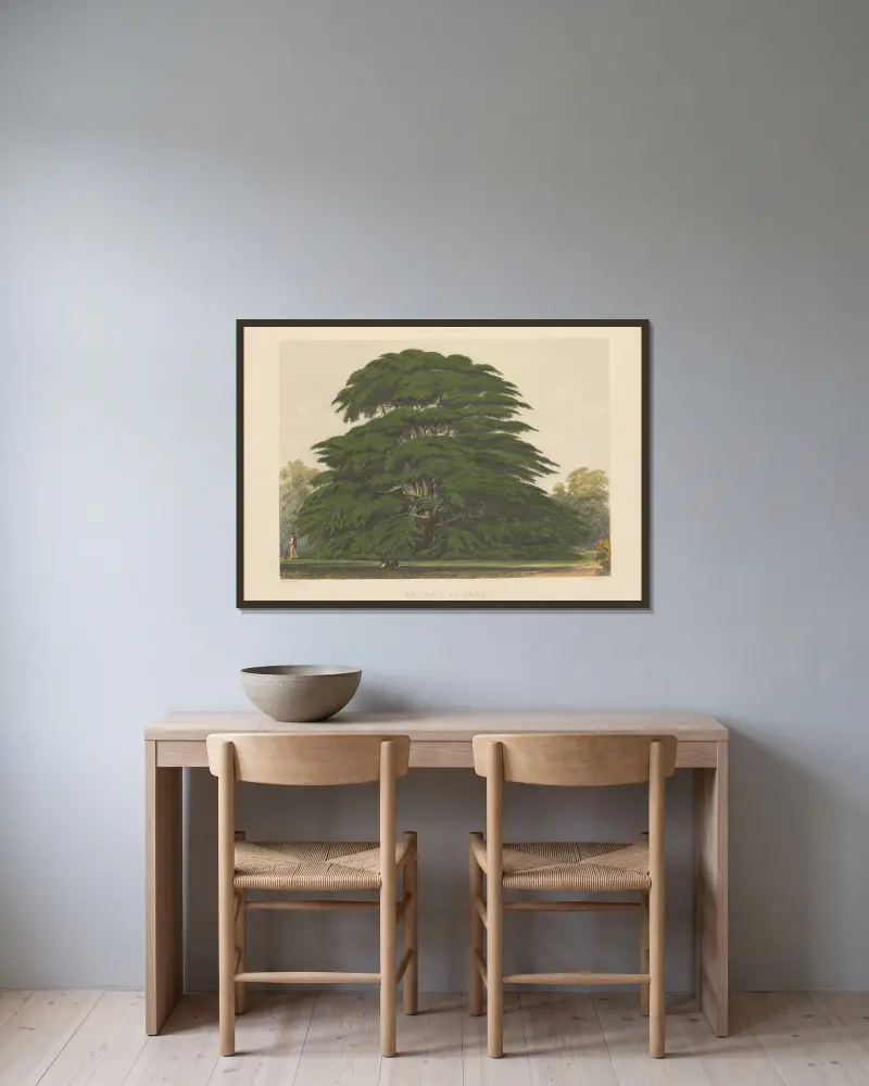 Cedrus libani, 1884 – Nr. 2 von Edward James Ravenscroft gerahmt an einer Wand