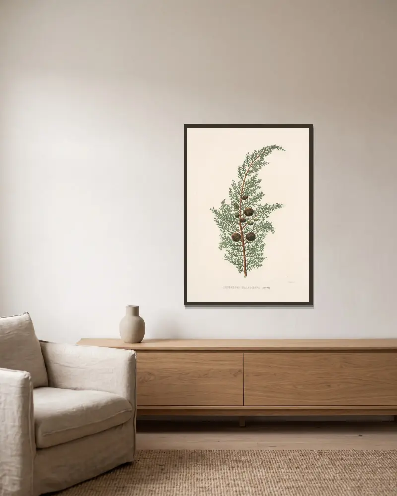 Cupressus macrocarpa, Edward James Ravenscroft v rámu na stěně
