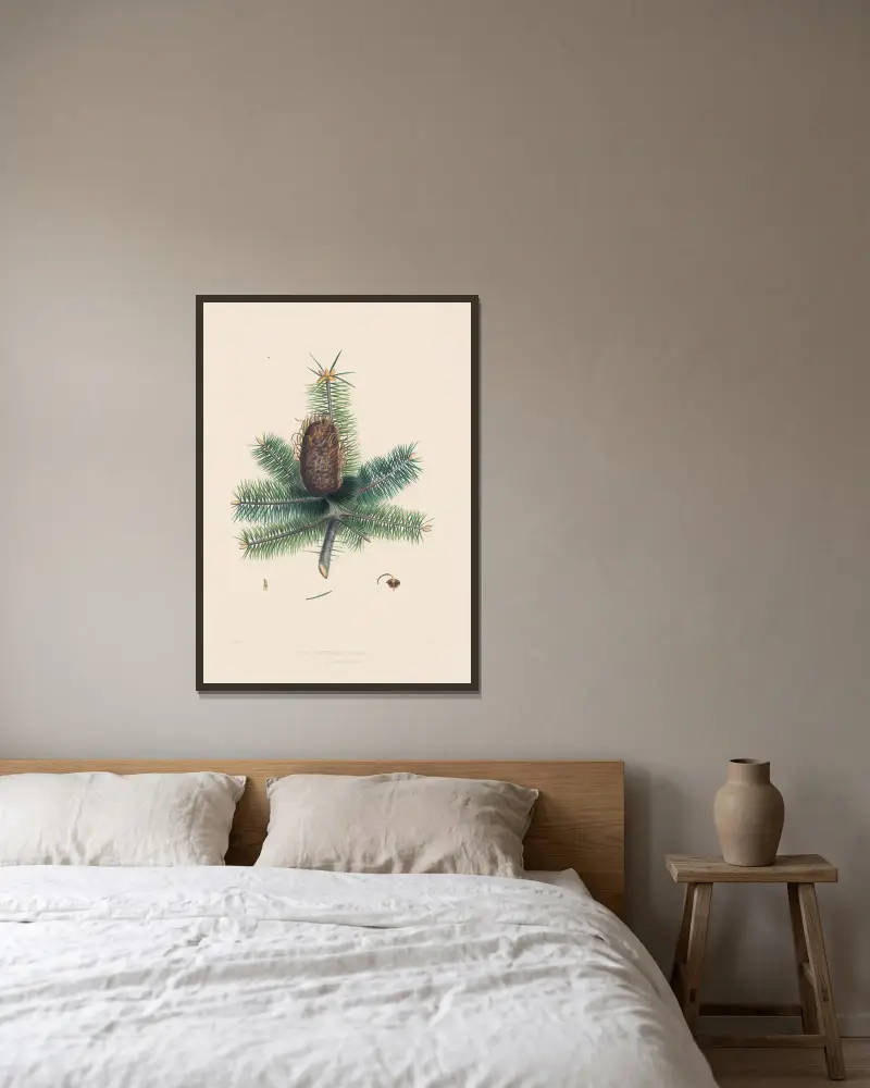Picea bracteata, Edward James Ravenscroft v rámu na stěně