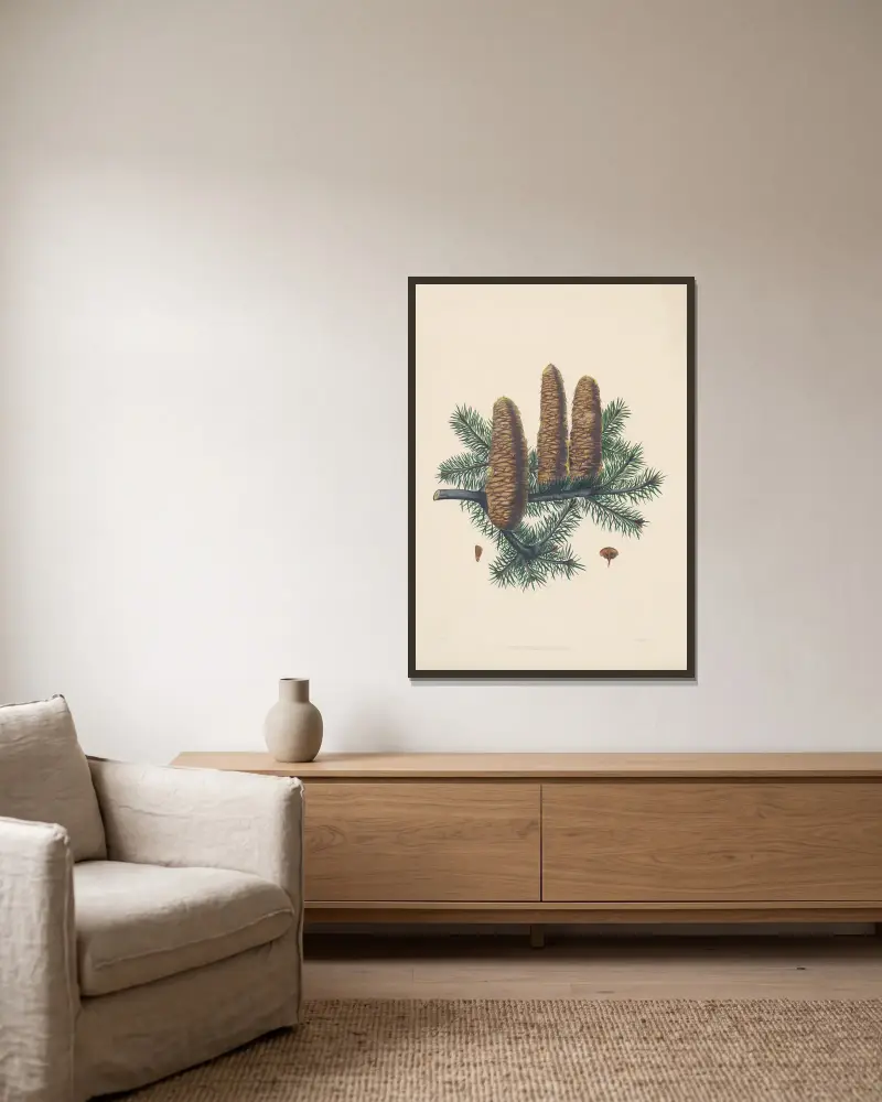 Picea cephalonica von Edward James Ravenscroft gerahmt an einer Wand