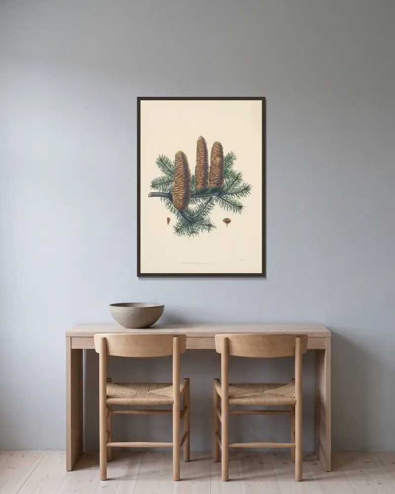 Picea cephalonica von Edward James Ravenscroft gerahmt an einer Wand