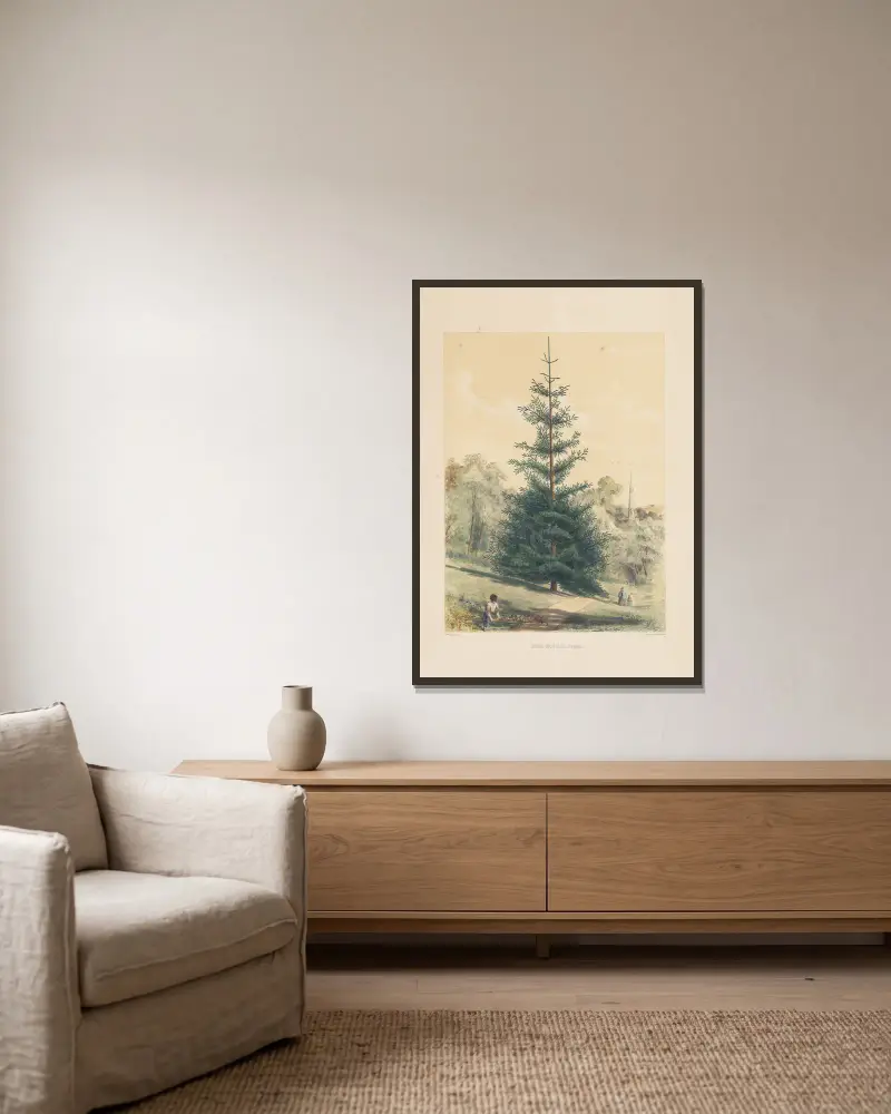 Picea nobilis, 1884 – nr 2 av Edward James Ravenscroft inramad på en vägg