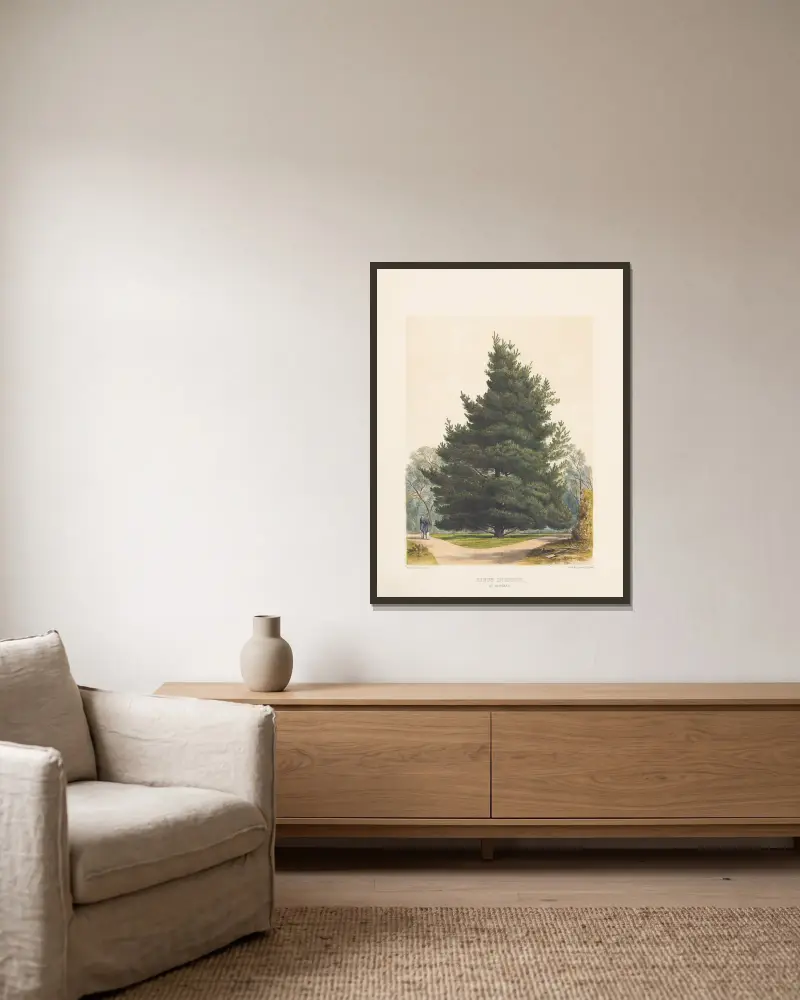 Pinus insignis, 1884 – Nr. 2 von Edward James Ravenscroft gerahmt an einer Wand