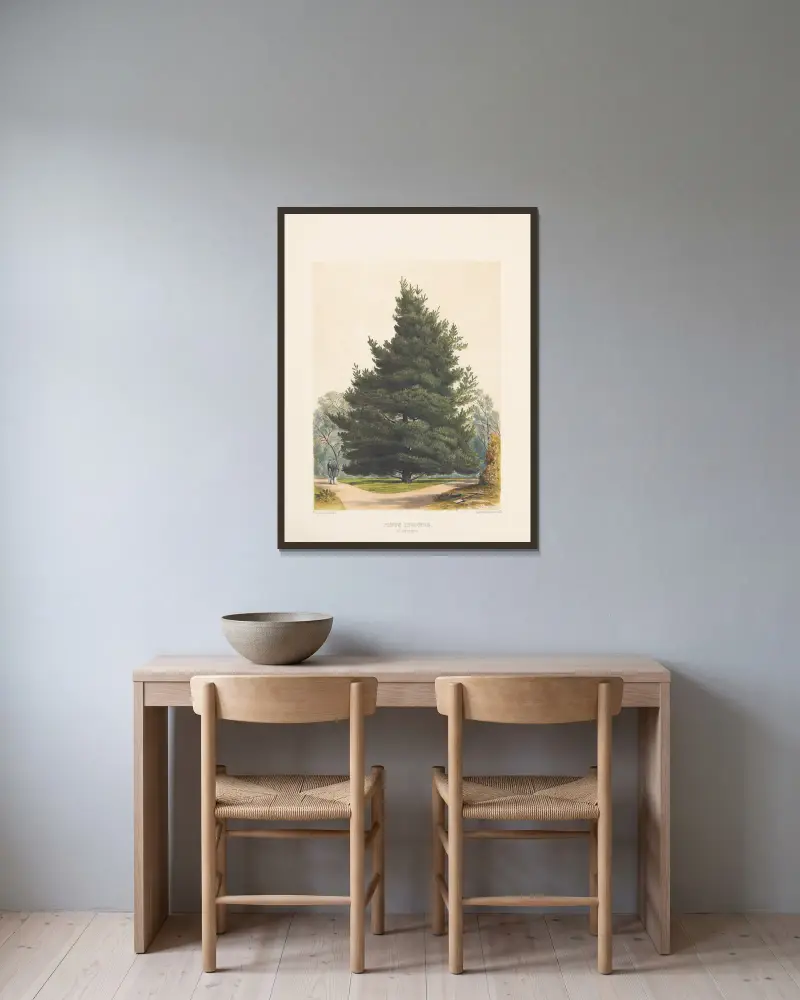 Pinus insignis, 1884 – Nr. 2 von Edward James Ravenscroft gerahmt an einer Wand