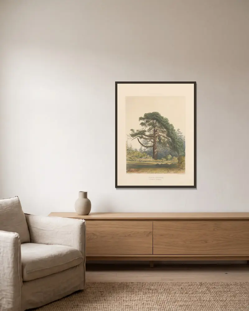 Pinus insignis, 1884 – Nr. 1, Edward James Ravenscroft v rámu na stěně