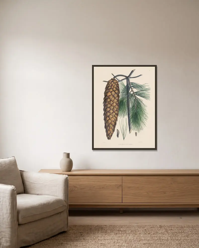 Pinus Lambertiana, Edward James Ravenscroft v rámu na stěně