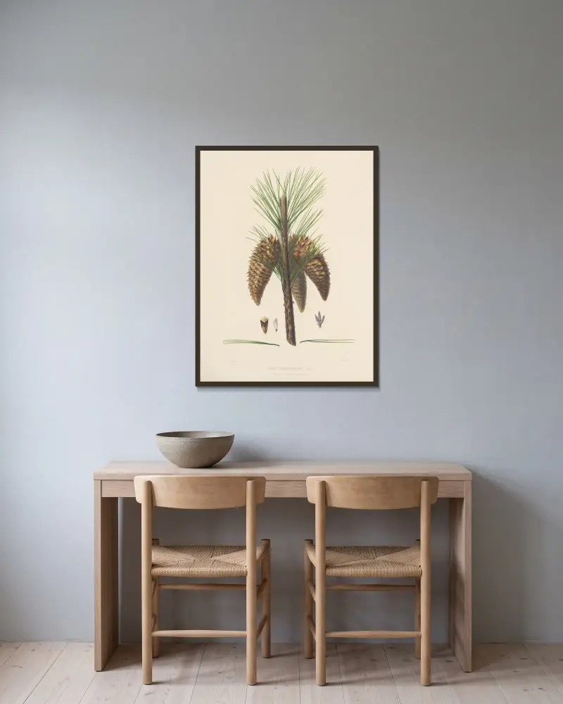 Pinus tuberculata von Edward James Ravenscroft gerahmt an einer Wand