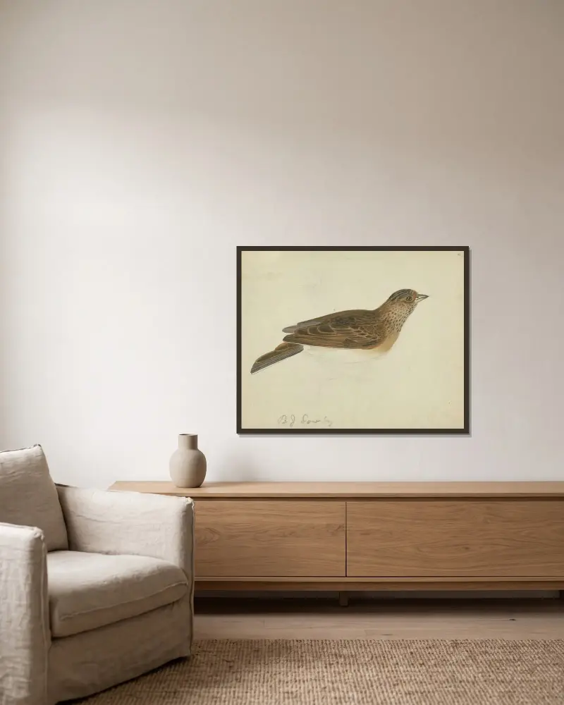 Eurasian skylark av James Sowerby inramad på en vägg