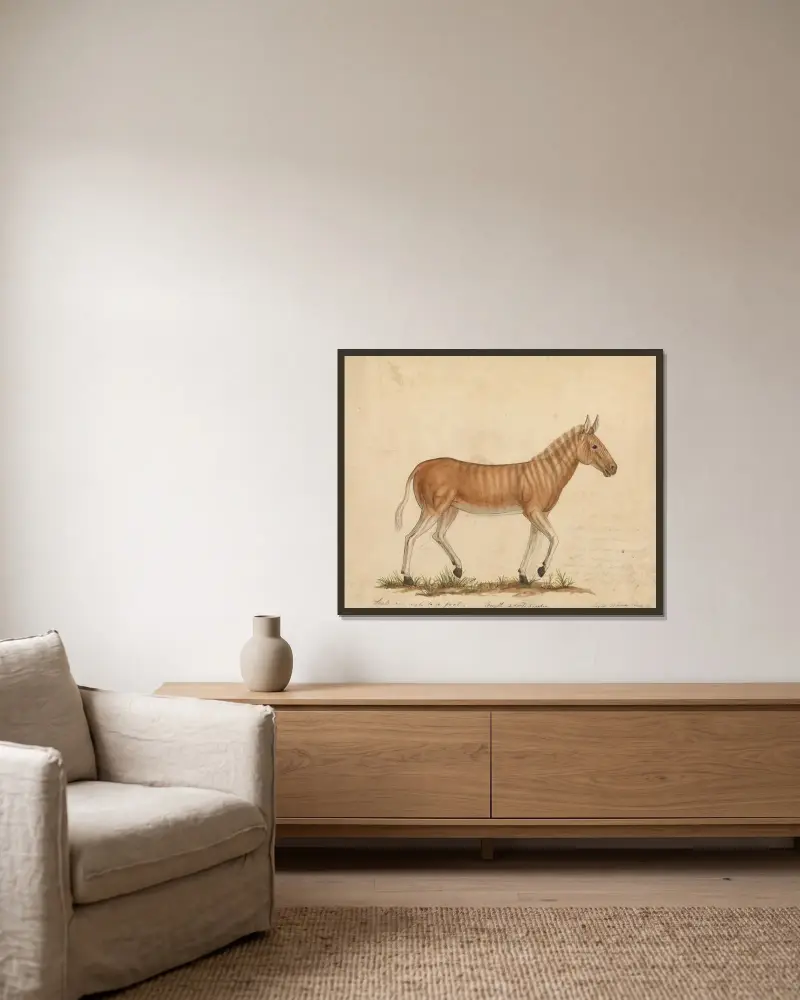 Quagga-Zebra von James Sowerby gerahmt an einer Wand